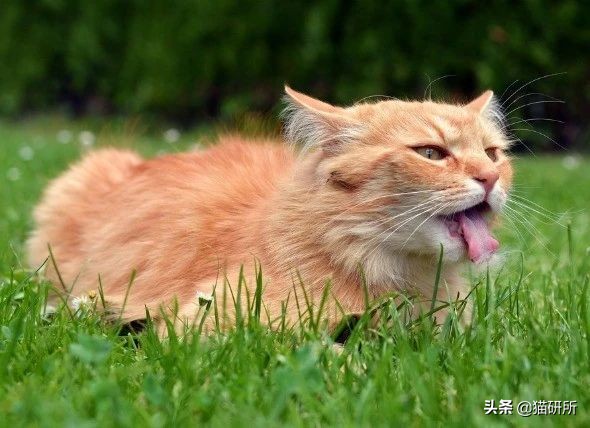 有100只猫该咋办,猫舍的猫全部得口炎了怎么办呢