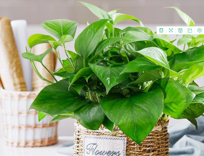 绿萝长期不见光怎么救,绿萝自然状态怎么越冬