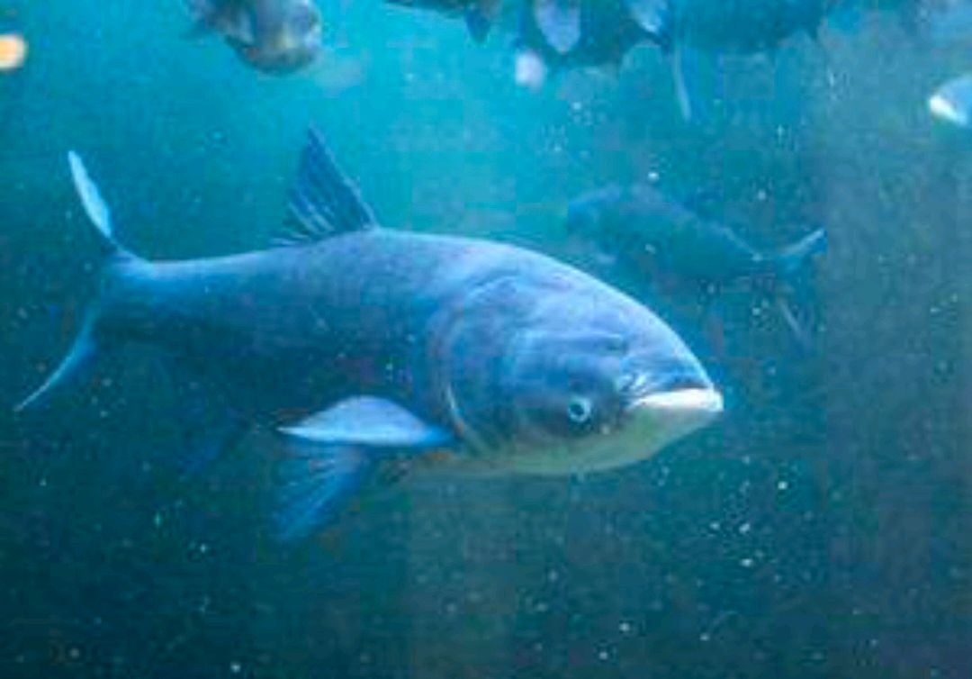 手竿钓鲢鳙抓口太难？老钓友:与手速无关，做好一点只管抄鱼！