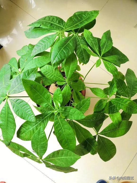 发财树干瘪褶皱冻伤了,发财树干瘪褶皱一捏就破怎么回事