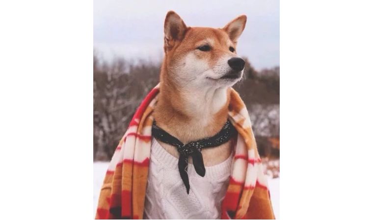 鬼字旁的生僻字魑魅魍魉怎么念,歌词里有魑魅魍魉等生僻字的歌