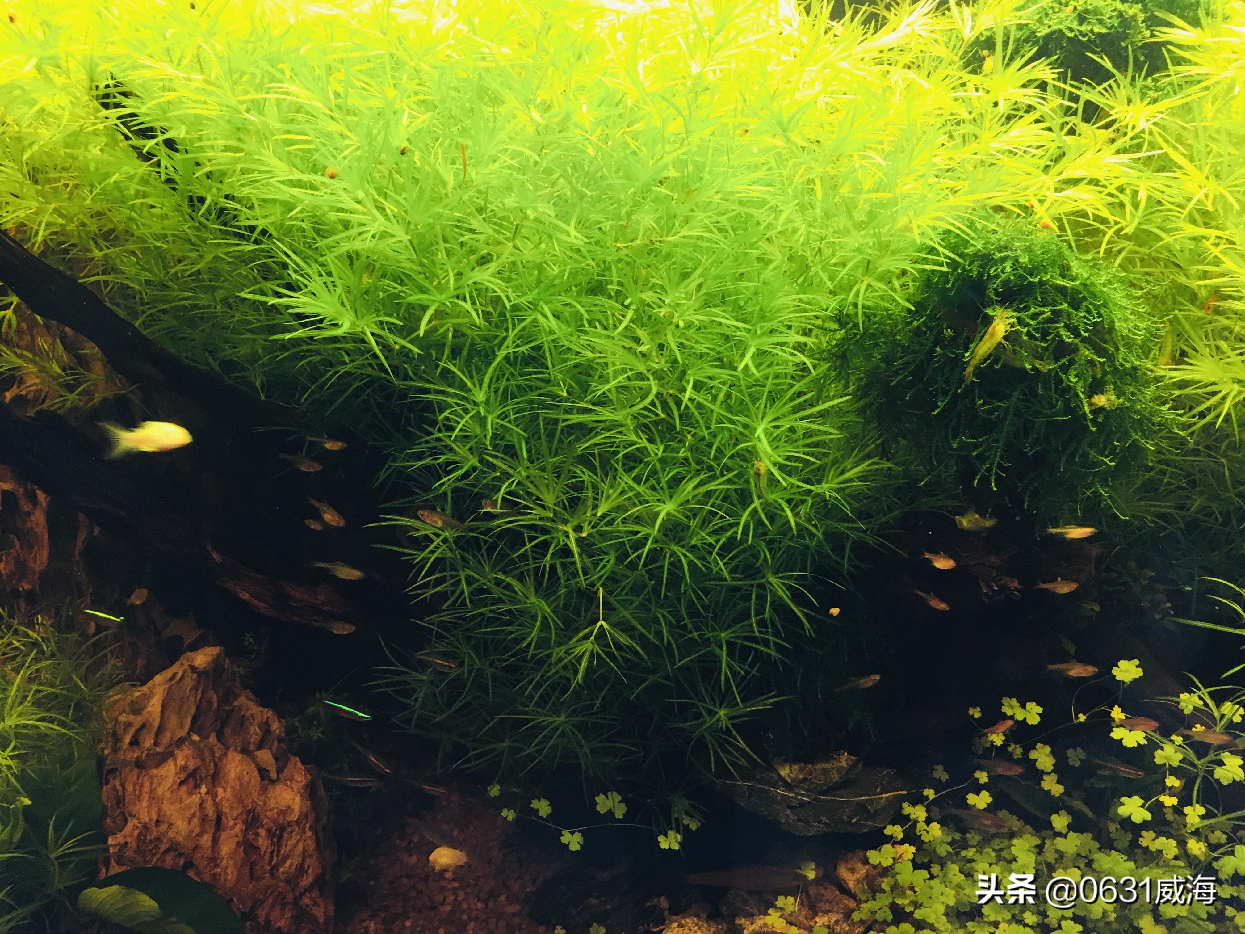 水草缸浑浊怎么处理,水草缸水质太肥如何处理