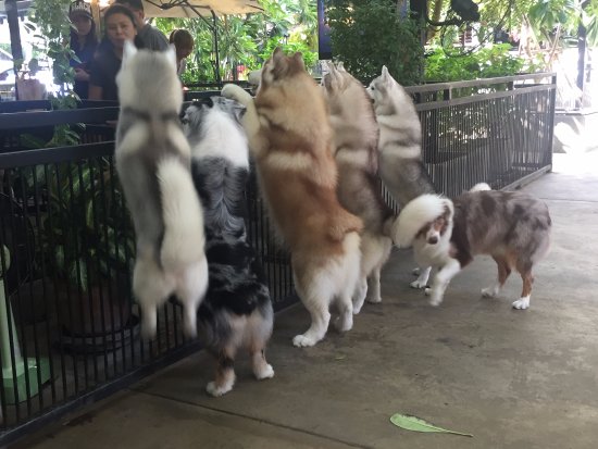 哈士奇太难养了,哈士奇难养吗