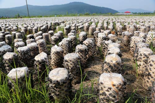 黑木耳怎么样才有毒,黑木耳吃多了有什么危害