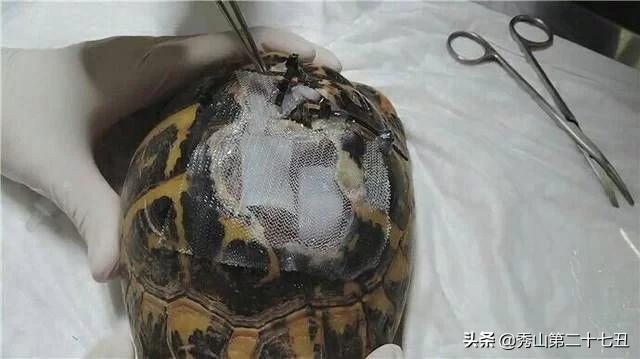 乌龟壳烂了一块,龟壳烂了一块