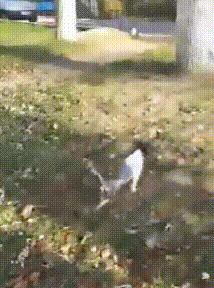 狗狗被遗弃后哭着追主人车,遗弃狗狗导致狗狗被车撞