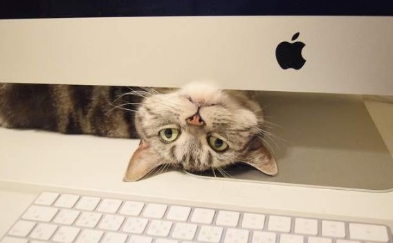 猫咪妨碍你工作求你跟他玩,猫咪打扰你工作怎么办