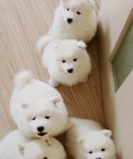 狗狗关节有问题是什么表现,狗狗关节疾病饮食上需要注意什么