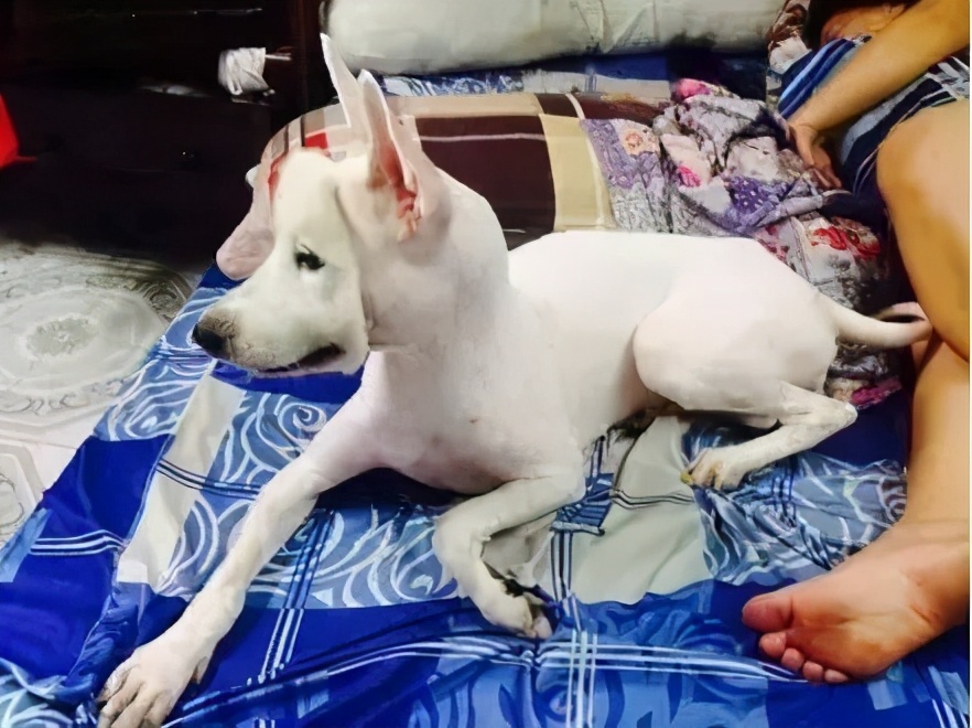 狗狗缺钙为什么会抽搐还有吐白沫,狗狗缺钙补钙针