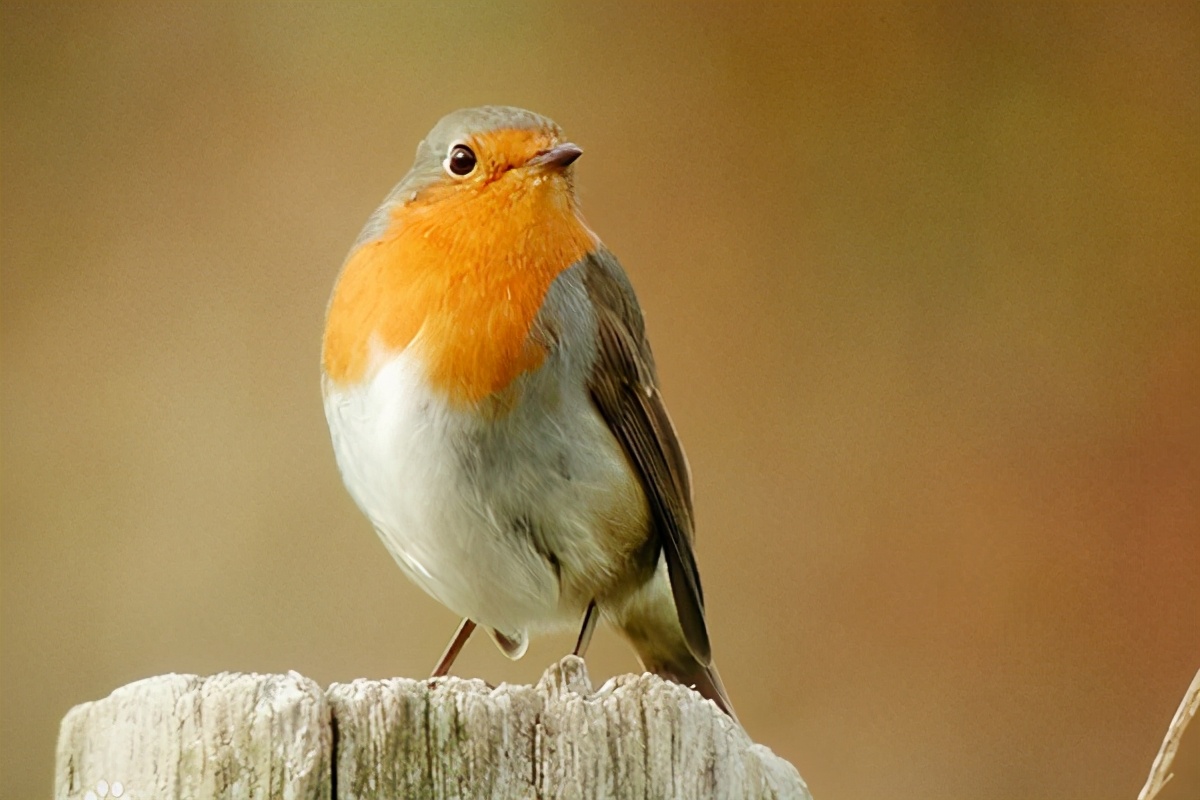 白头海雕是几时被列为美国国鸟的,美国的国鸟是白头海雕对还是错