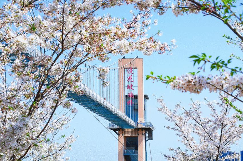 漫花庄园亿朵白樱花绚烂绽放啦，这些樱花的起源你真的知道吗？