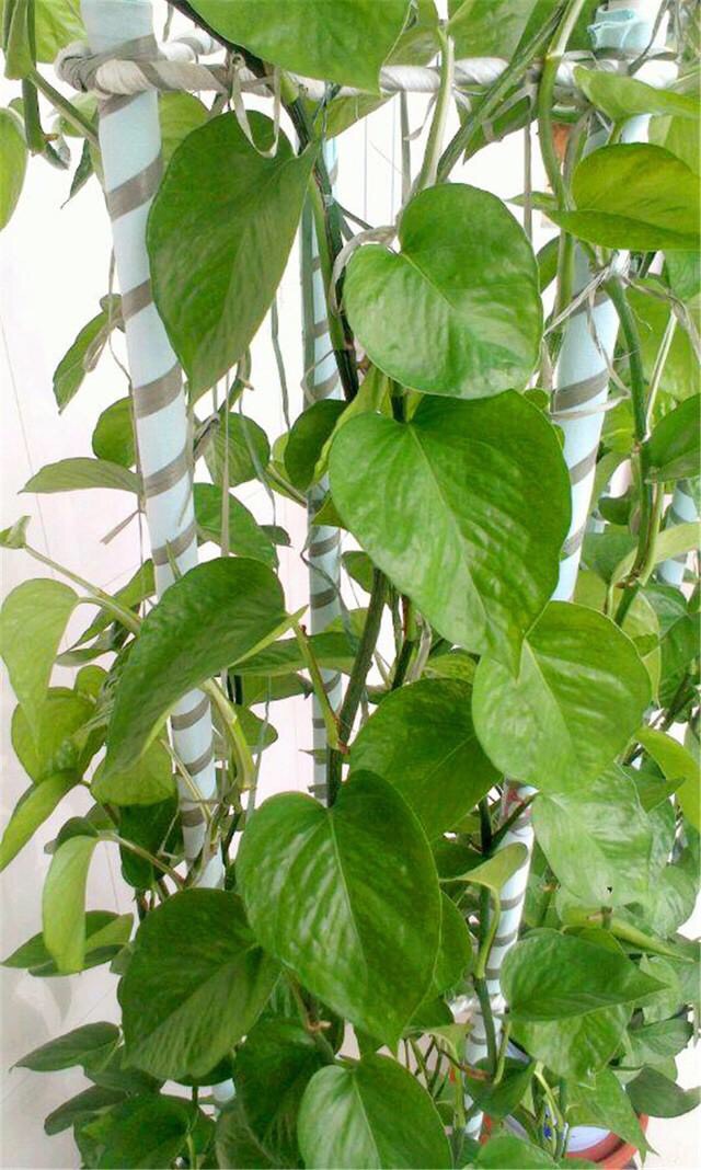 绿萝怎么浇水施肥更旺,怎么给绿萝浇水长得快