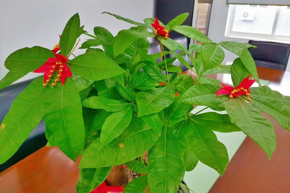 发财树花叶子枯萎了怎么救,发财树叶子发蔫下垂怎么拯救