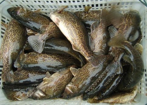 创业养鳜鱼致富有门道,鱼塘创业养鳜鱼