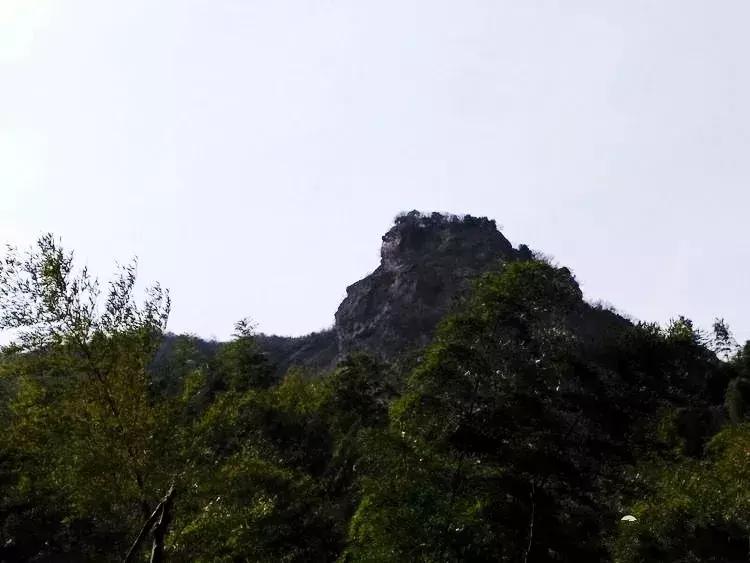 六安霍山蝙蝠洞茶叶,安徽六安蝙蝠洞瓜片