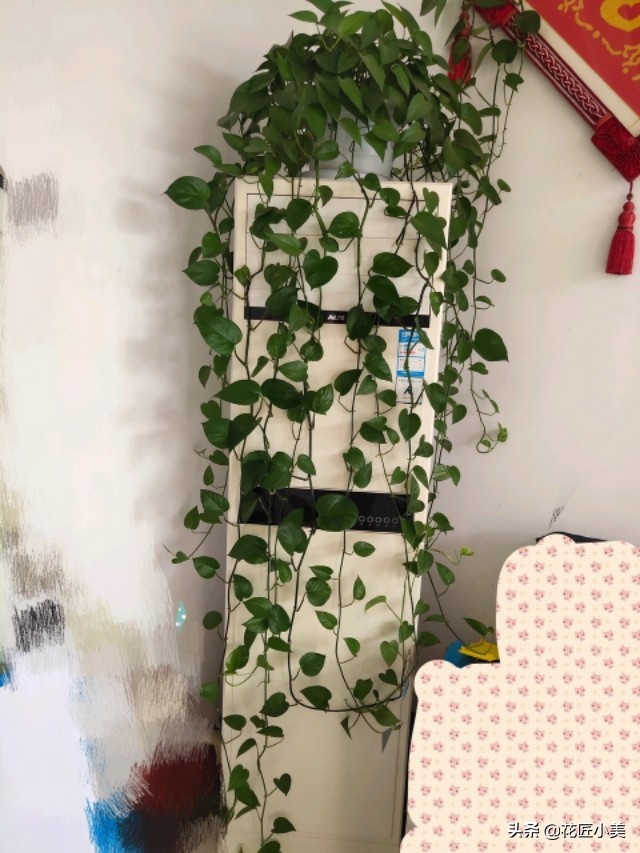 绿萝叶子上有铁锈点,绿萝上面有灰怎么办