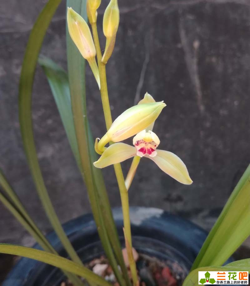 7月份兰花如何管理施肥,7月怎么种兰花