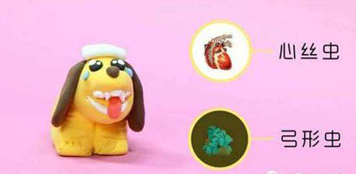 比熊一直拉肚子呕吐怎么办,比熊吃鸭子会拉稀吗