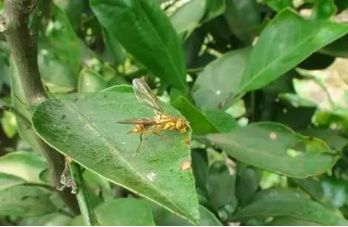 柑橘害虫的防治方法,种植柑橘需要防治哪些害虫