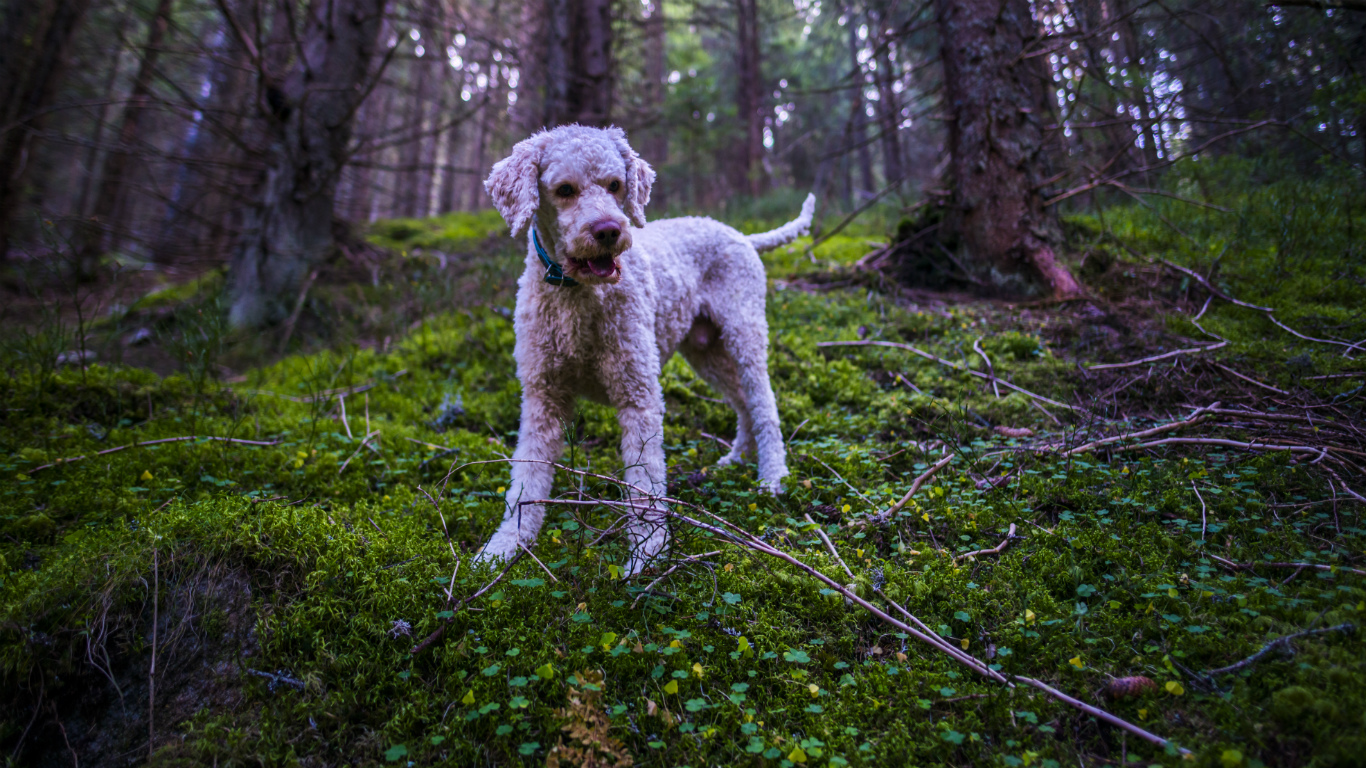 狗狗16种过敏原,16种狗品种
