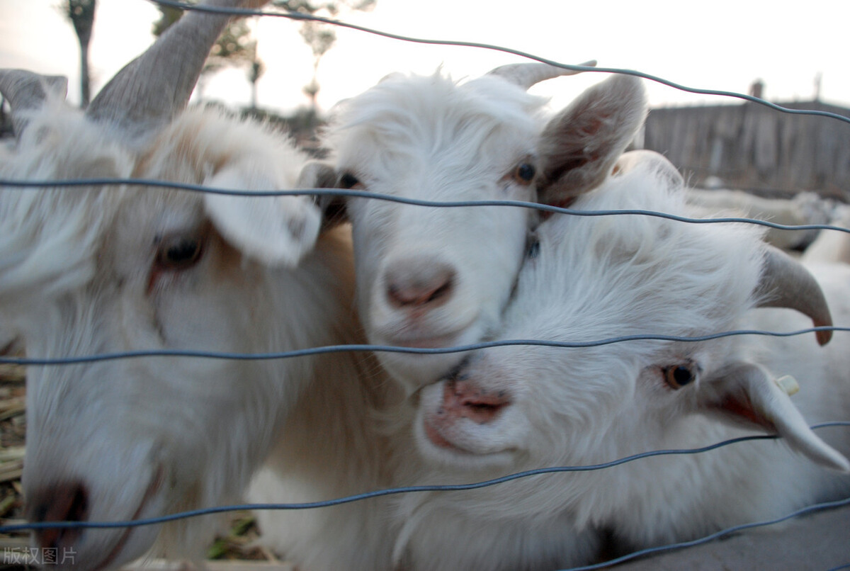 养羊常见的11种病怎么治,养羊的技术与管理方法