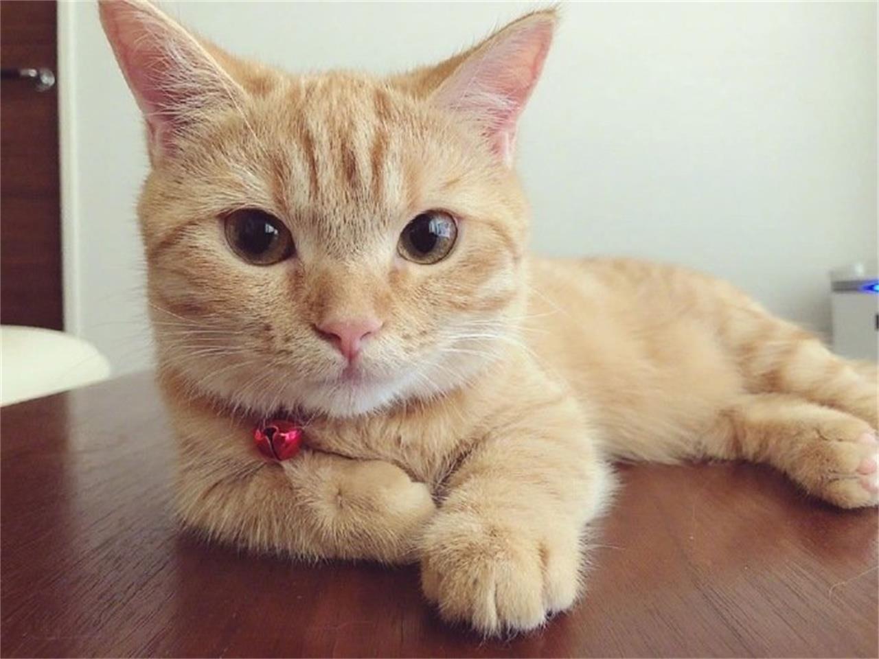 猫咪嘴巴臭怎么解决视频,猫咪呕吐还不精神特别臭怎么回事