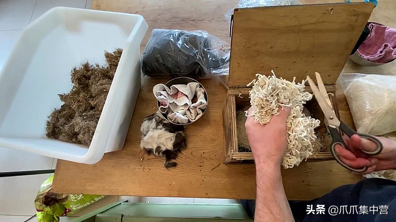 宠物松鼠当妈妈了，好心帮它清理小窝，它却把松鼠宝宝扔了？