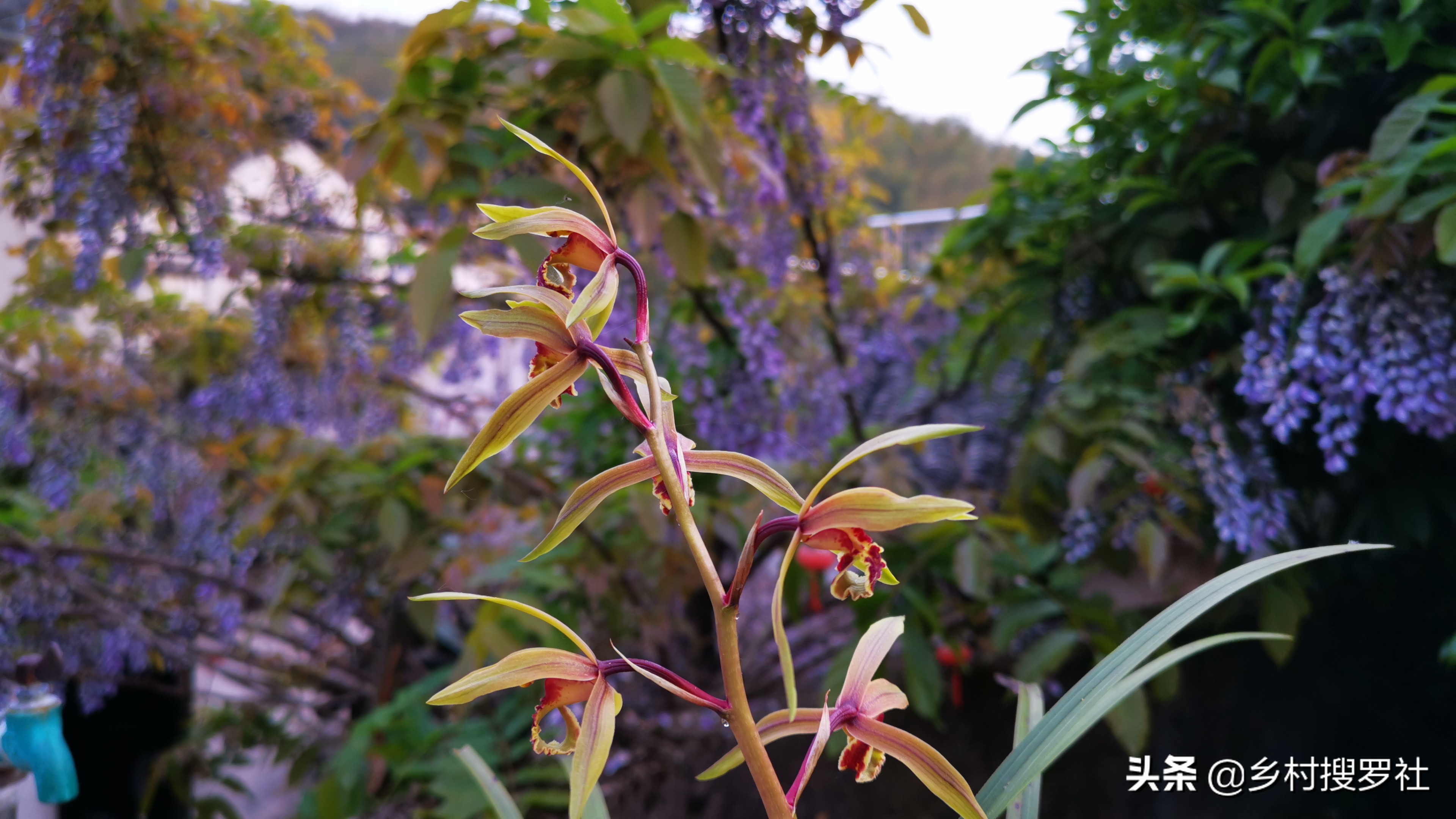 种活兰花不难，养好兰花却不易，十分钟读懂兰花该如何养护