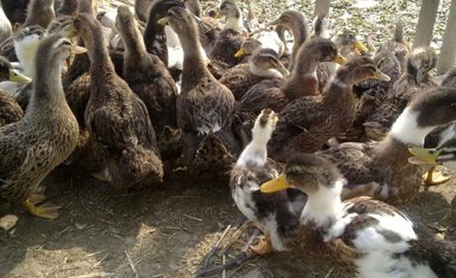 鸭子拉黄色稀粪是什么原因,鸭子白色稀粪