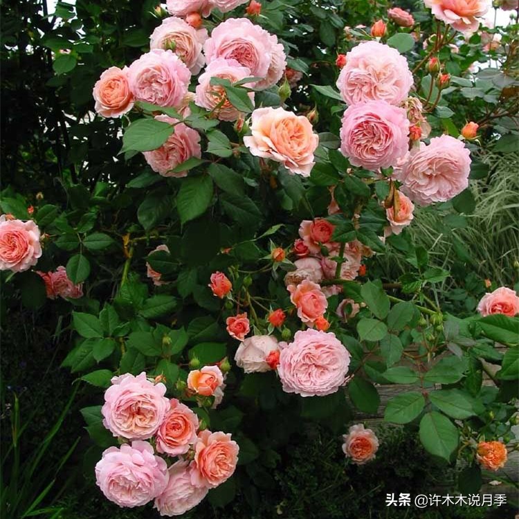 月季叶子掉光变成光杆了怎么回事？用这几招让你的月季满血复活