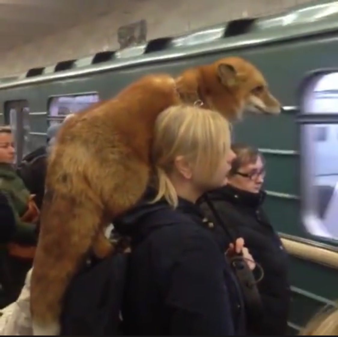 盘点俄罗斯人的彪悍时刻,30条关于俄罗斯的日常