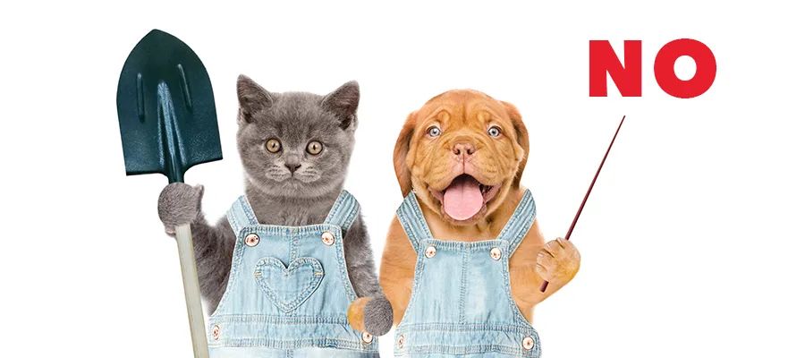 小狗是dog还是puppy,小狗是什么类别的动物