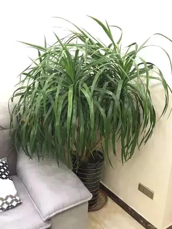 净化空气吸甲醛最好的花排名,什么花净化甲醛效果好