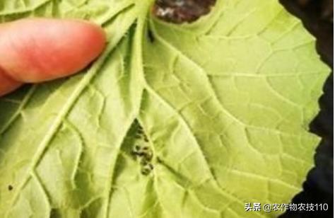 2021年温室大棚甜瓜种植技术,最好的大棚甜瓜种植方法