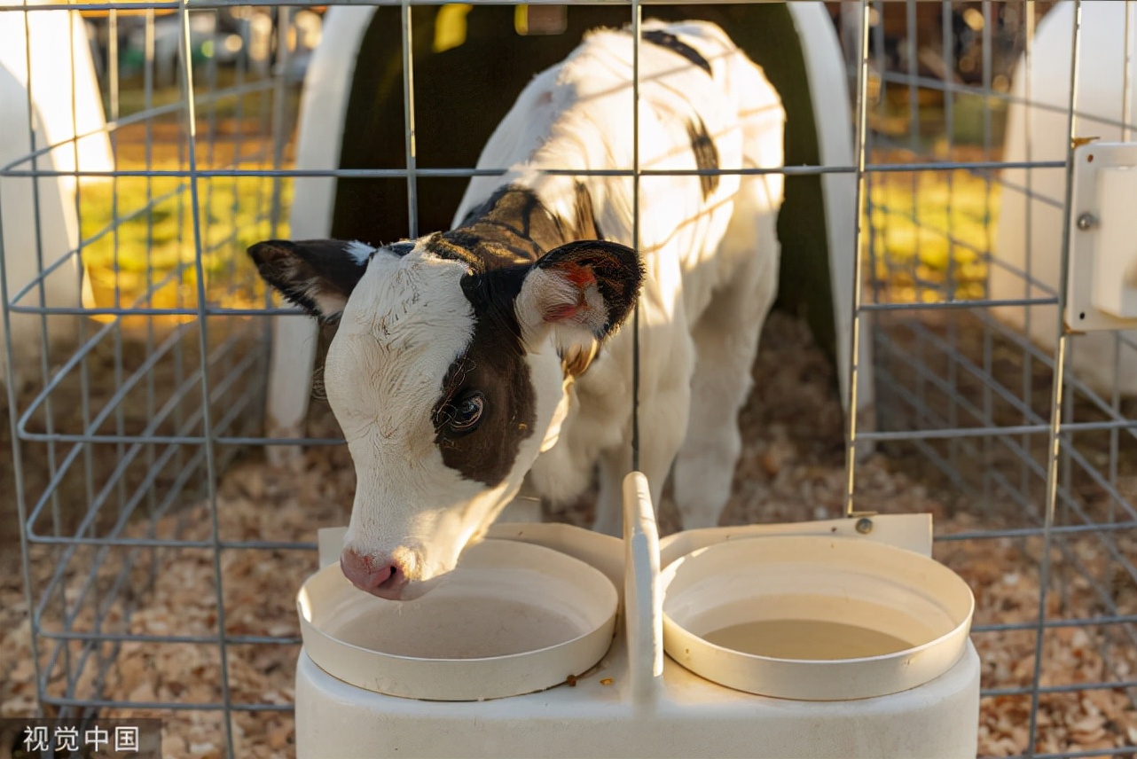新生牛犊拉稀用什么药效果好,犊牛拉稀的原因及治疗方法