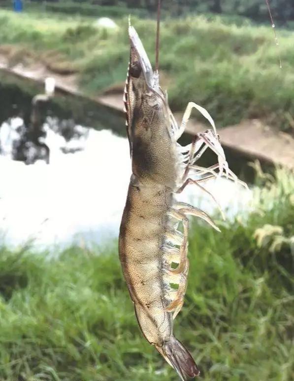 胆汁酸对虾的正确使用方法,白对虾胆汁酸保肝能天天用吗