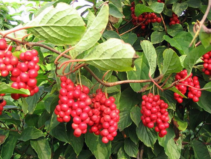 百种水果,100种果子大全