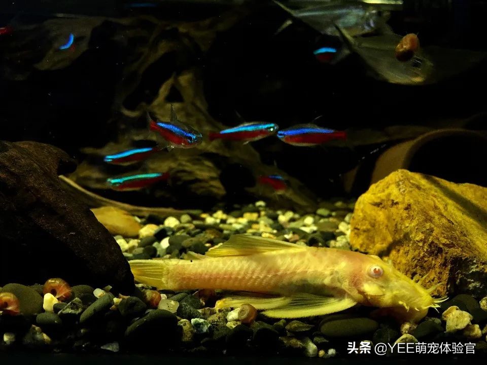 2cm级迷你灯鱼，好品相挤不进热门榜