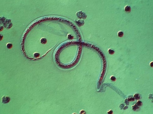 泰迪犬大便稀是怎么了,泰迪犬大便有白色黏液