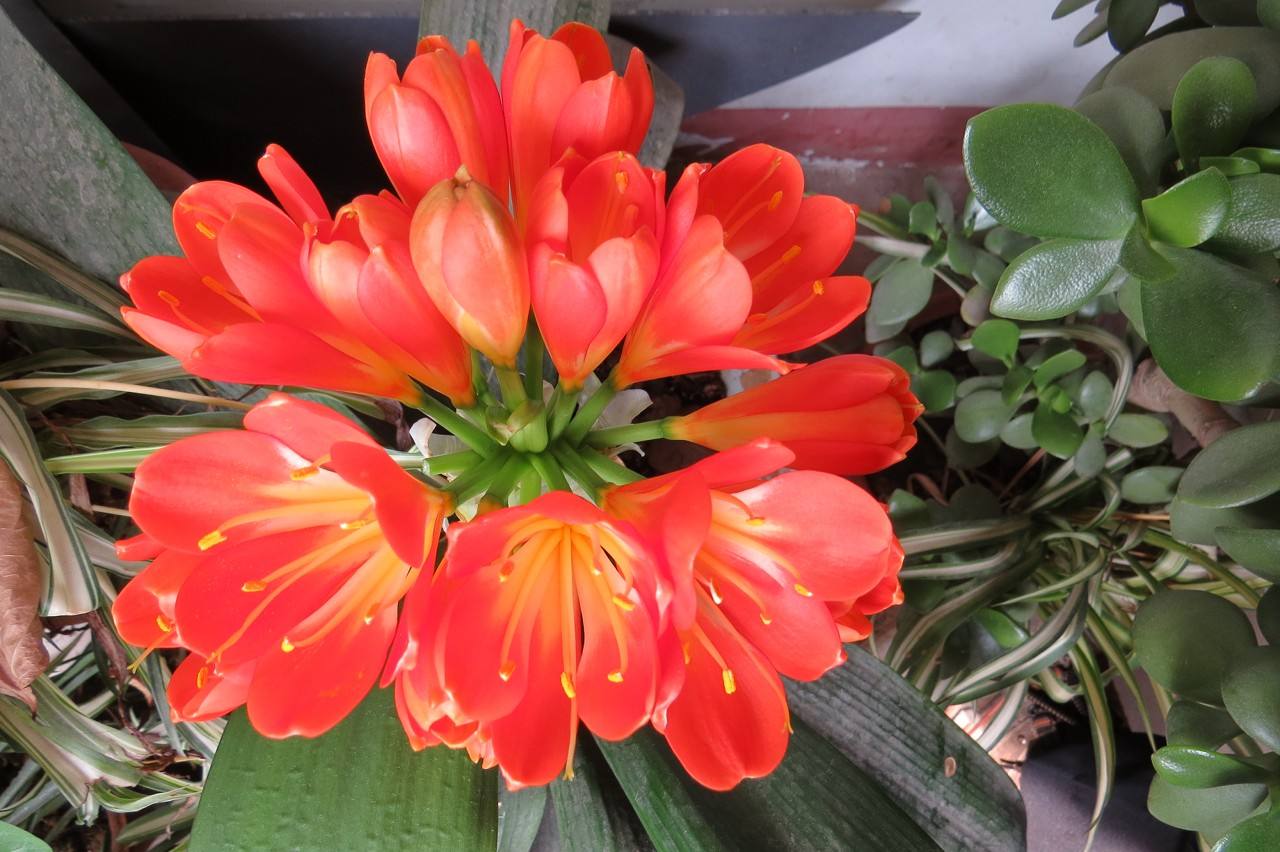 适合一年四季养的花室内,客厅养几盆绿植最好呢