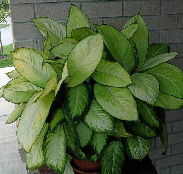 家里盆栽有飞虫怎么弄,盆栽泥土有飞虫怎么处理