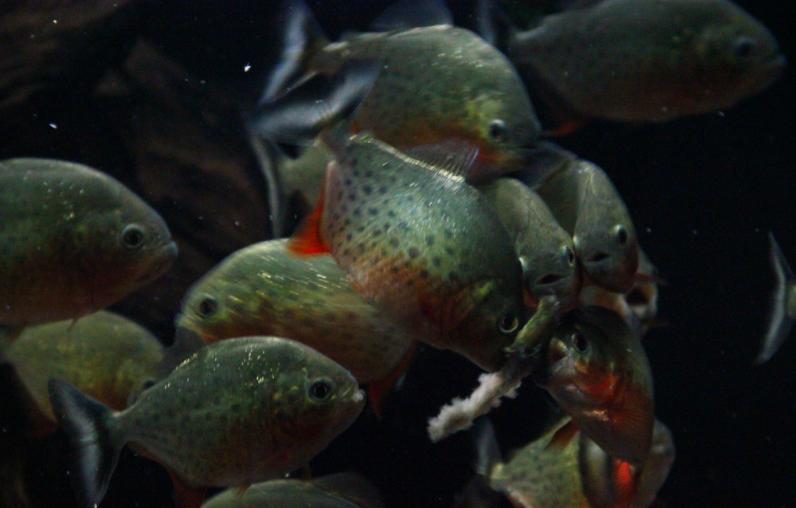 群游效果最好的是什么鱼,群游效果好的鱼好养活