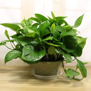 绿萝老化了怎么翻新,绿萝叶干烂了怎么回事