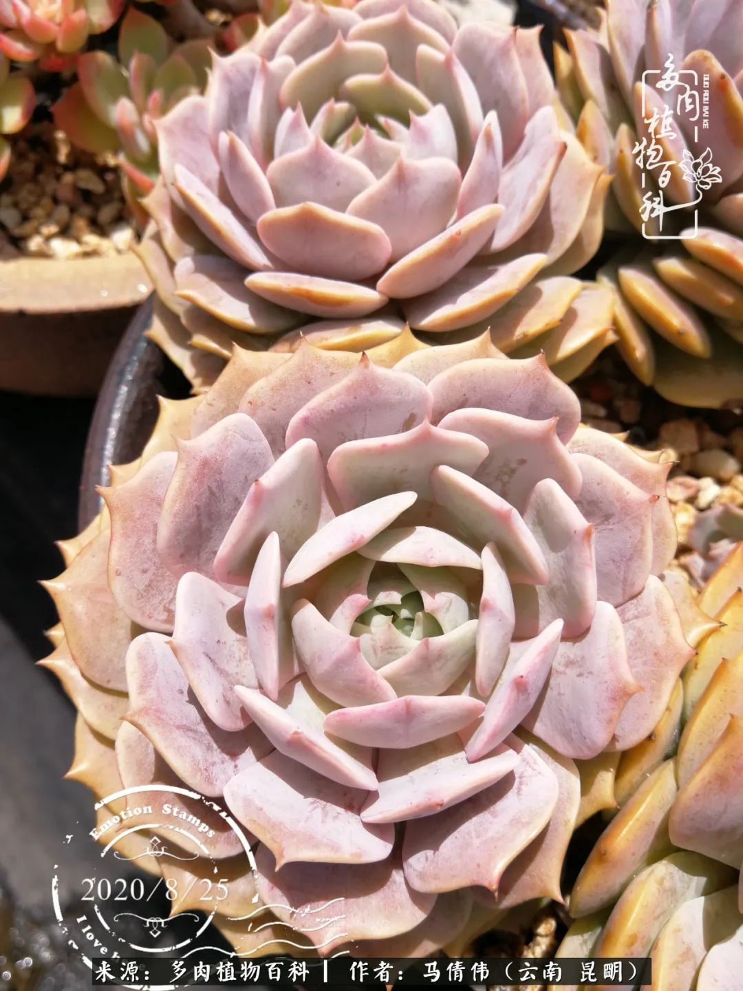 熬过了夏天的多肉,多肉熬过夏天惊艳整个秋天