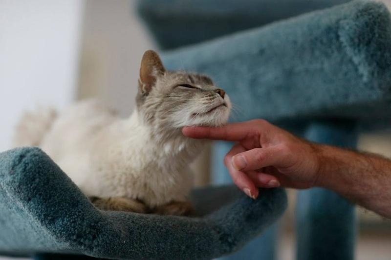 猫有口腔溃疡吗,猫有口腔炎症时间长了会死吗