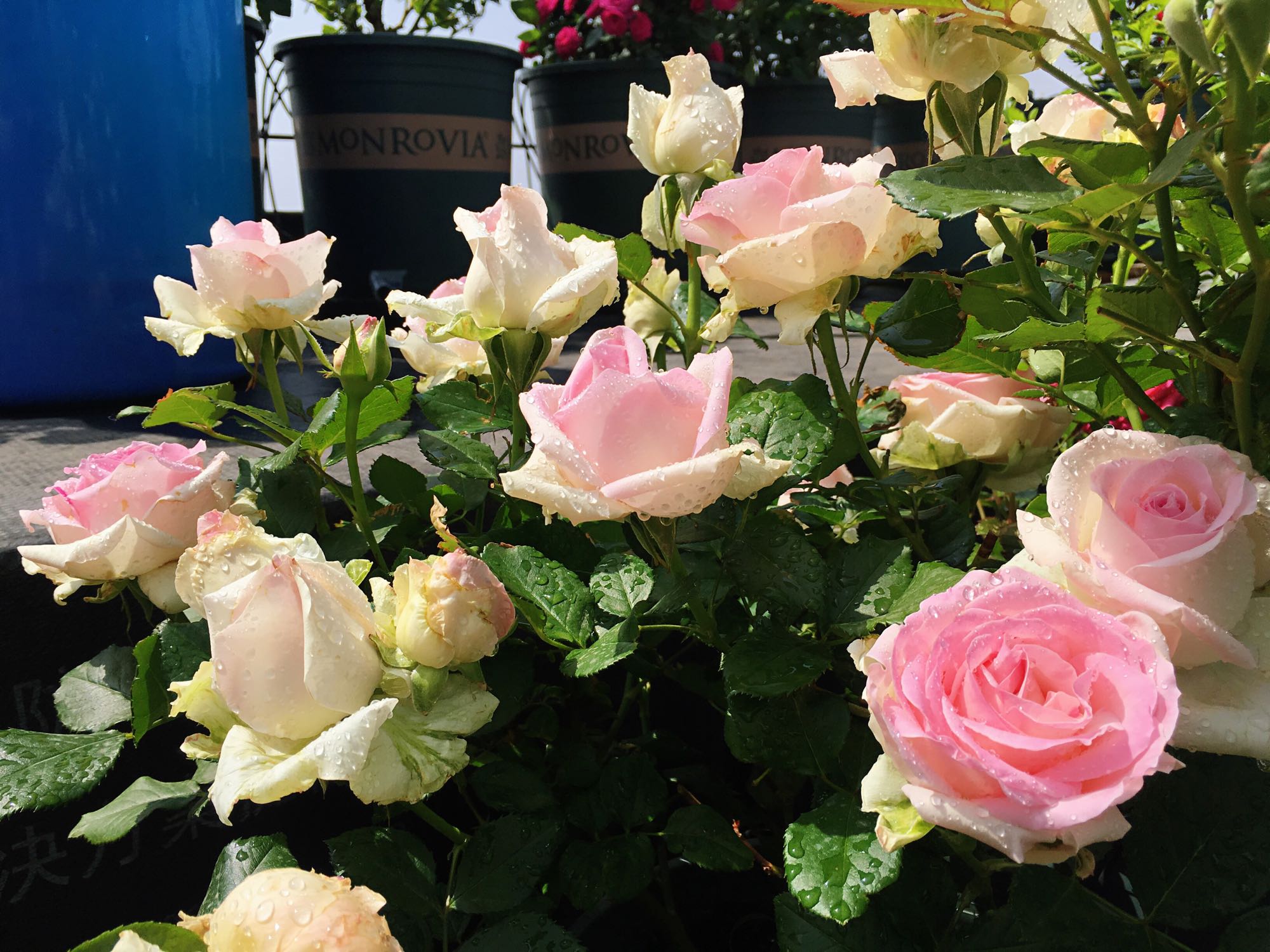 切花糖果雪山玫瑰怎么养,玫瑰雪山盆栽