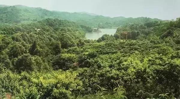 我说龙泉驿，你说好安逸！这座城的命运，正被幸福改写