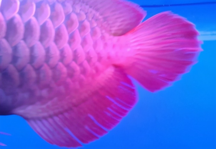 龙鱼疾病治疗视频,龙鱼常见病100种