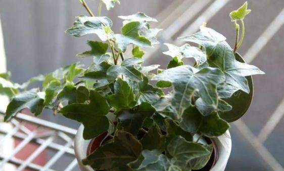 多放些绿植还能让室内充满生机,屋里养什么绿植吸收尼古丁和尘土