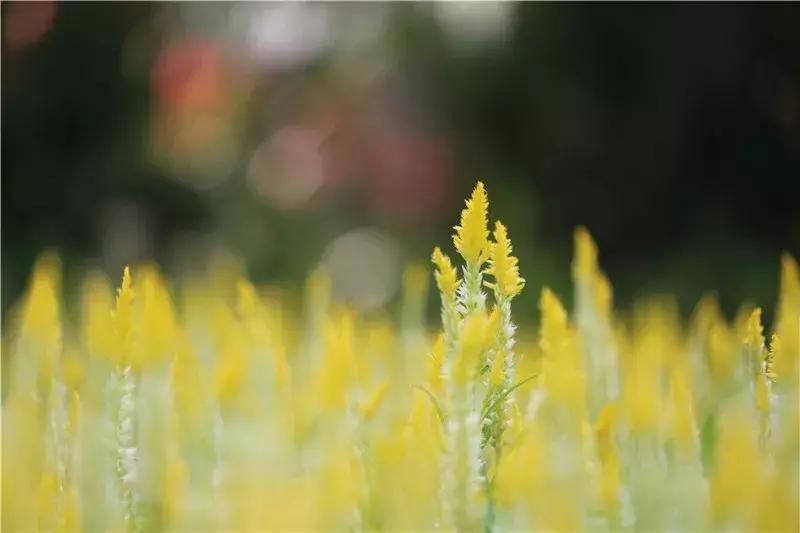 深圳莲花山看深圳风景,深圳莲花山有什么特别的地方